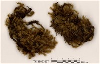 藏品(垂苔屬)的圖片